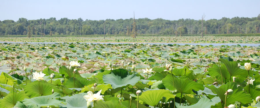 Lilypads