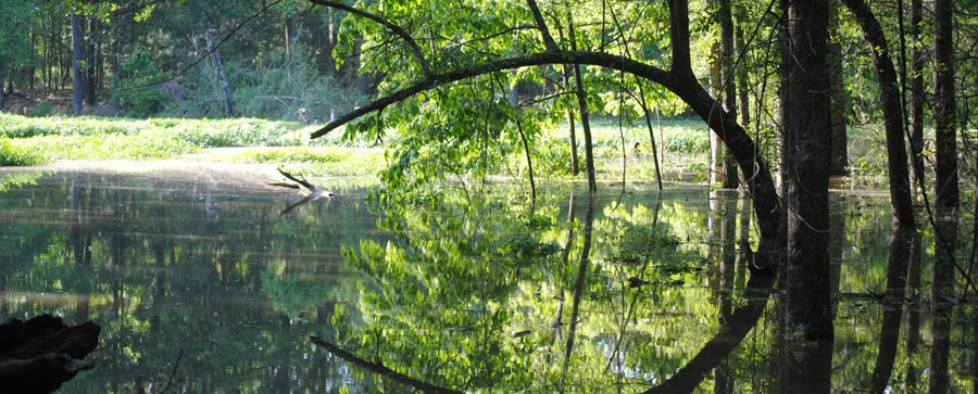 Tree Reflection